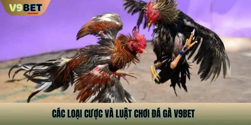 Các loại cược và luật chơi Đá Gà v9bet
